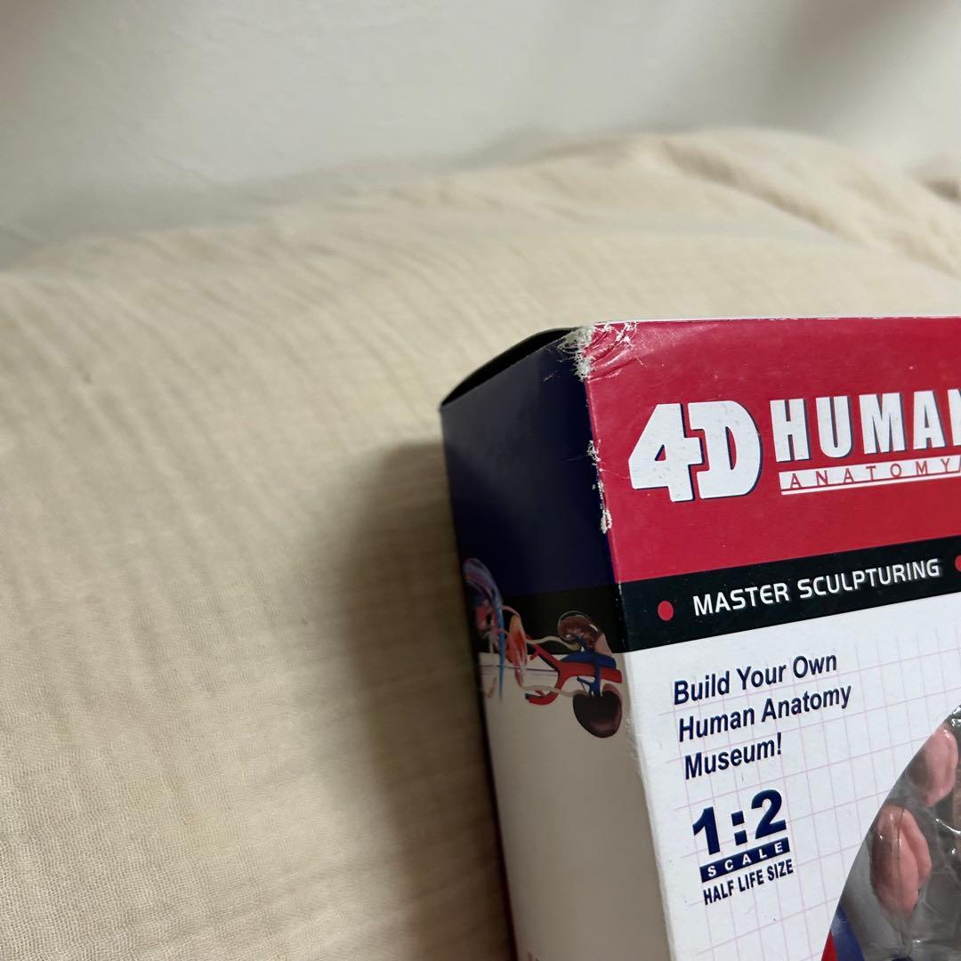 4D HUMAN ANATOMY 人体模型/成人/婦人科/泌尿器科　新品