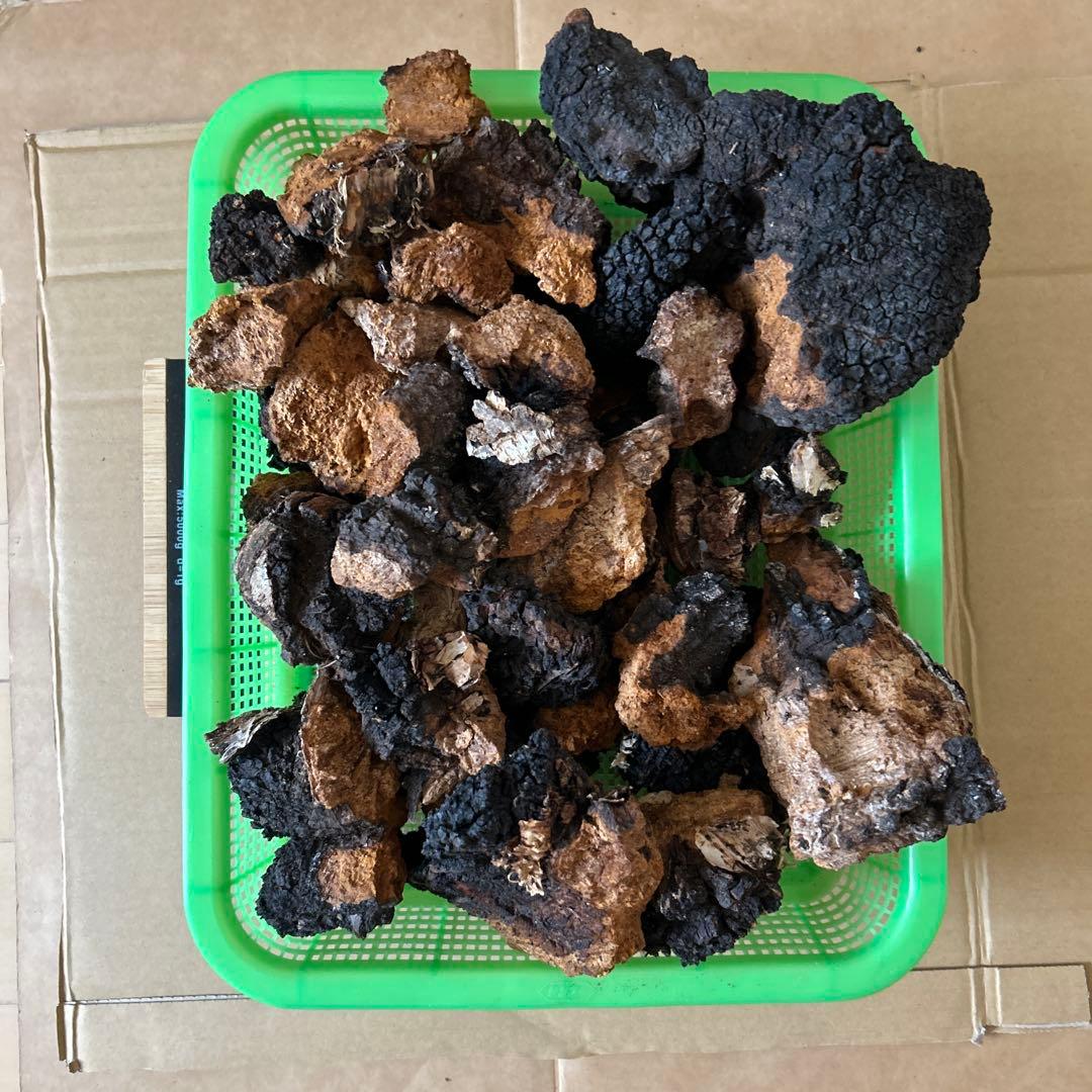 【北海道産】カバノアナタケ　2キロ（A）