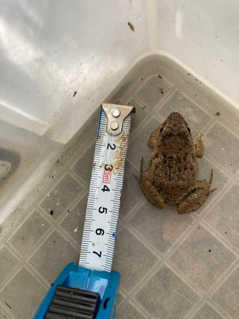 冷凍カエル【M・100匹】餌用カエル 約3〜4cm ヌマガエル 餌 自家繁殖