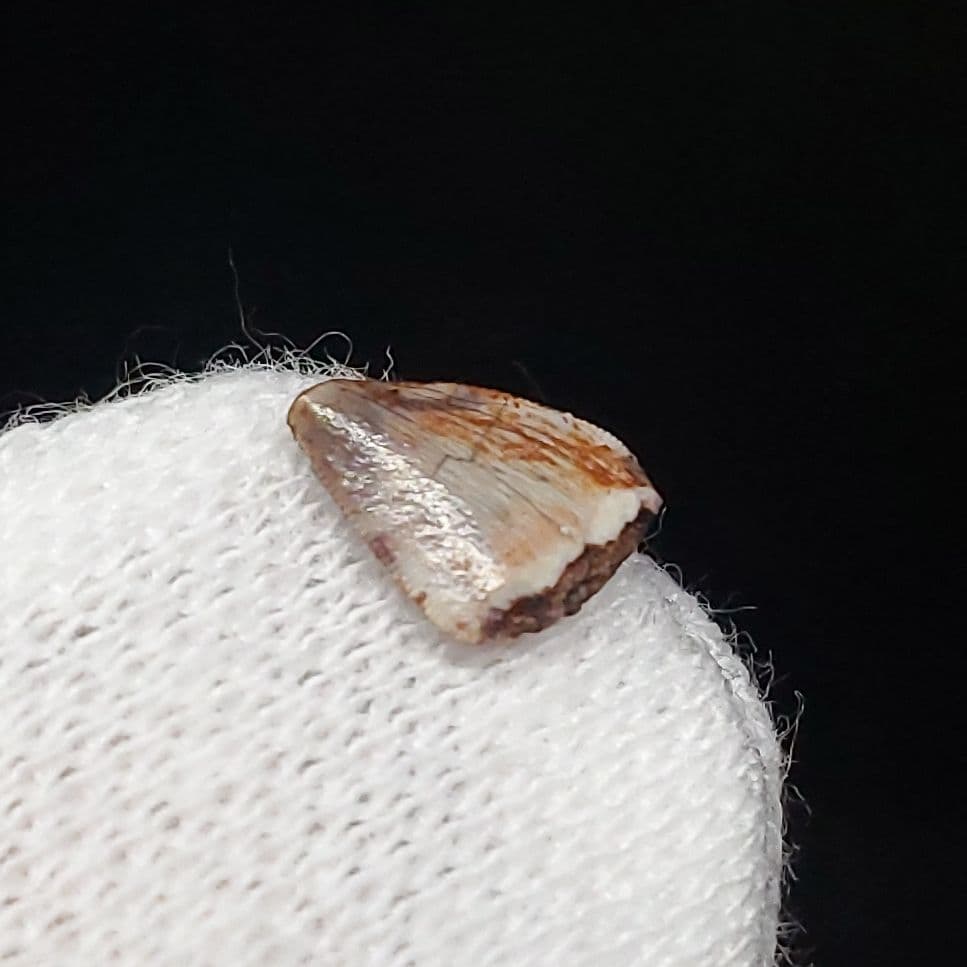 希少 ポストスクス 爬虫類 歯 化石 ニューメキシコ産 7.06mm fr66