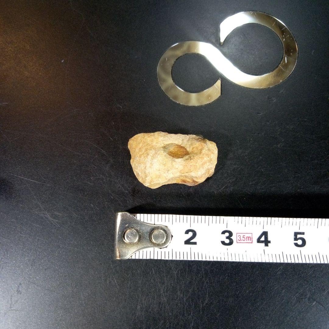 三葉虫　化石　fossil　海　ボリビア産　trilobite　海生動物判別②