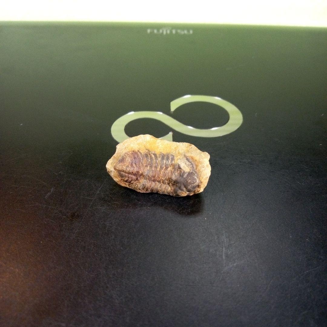 三葉虫　化石　fossil　海　ボリビア産　trilobite　海生動物判別②