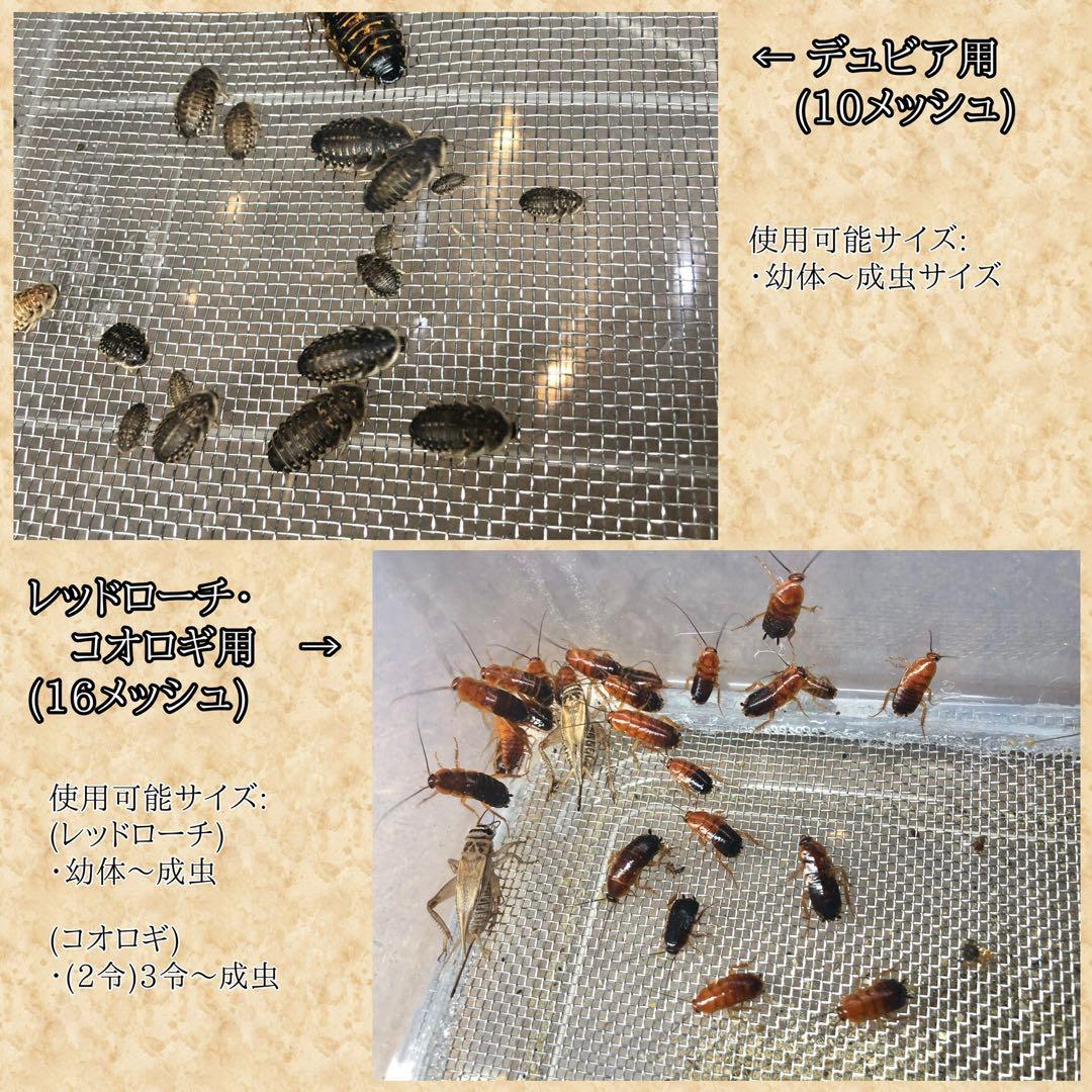 ゲーテ様　S(フル)