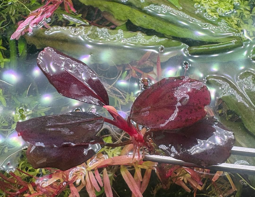 ブセファランドラ deep purple