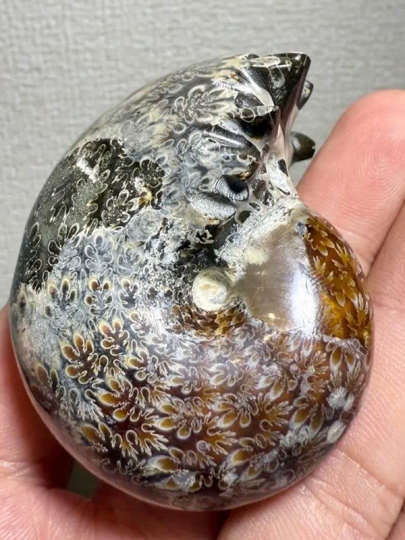 極美品　マダガスカルのアンモナイト化石　2点セット　本物保証　希少　送料無料