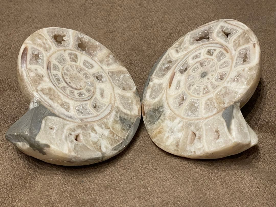 オウムガイ　化石