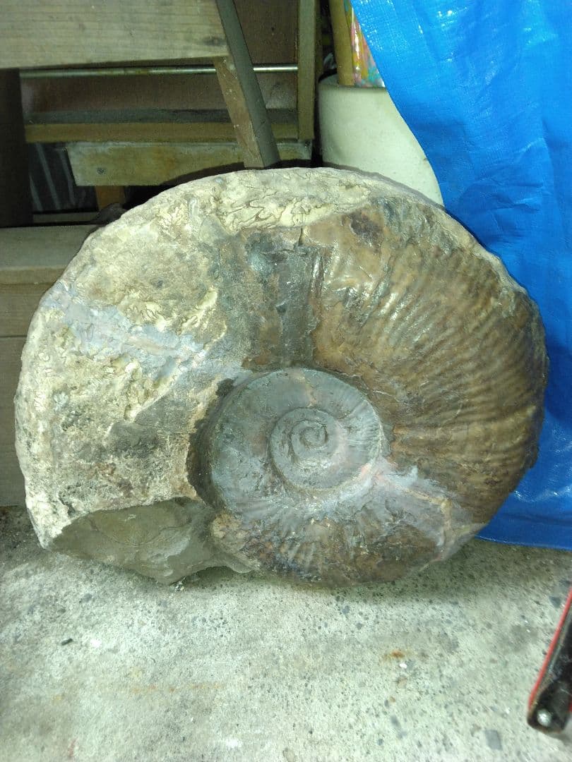 北海道小平町産　プゾシア　アンモナイト　北海道内限定販売です　53cm