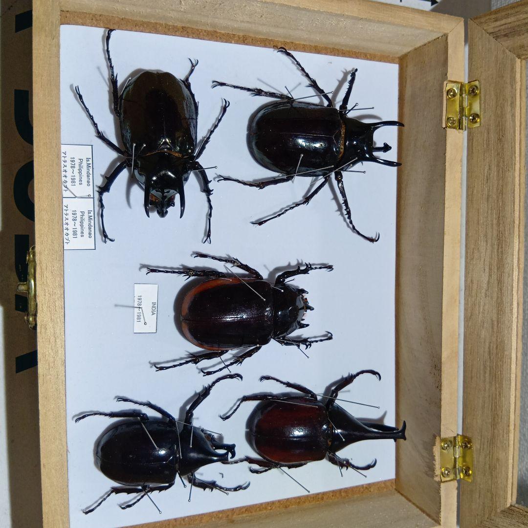 アトラスオオカブト、その他カブトムシ標本