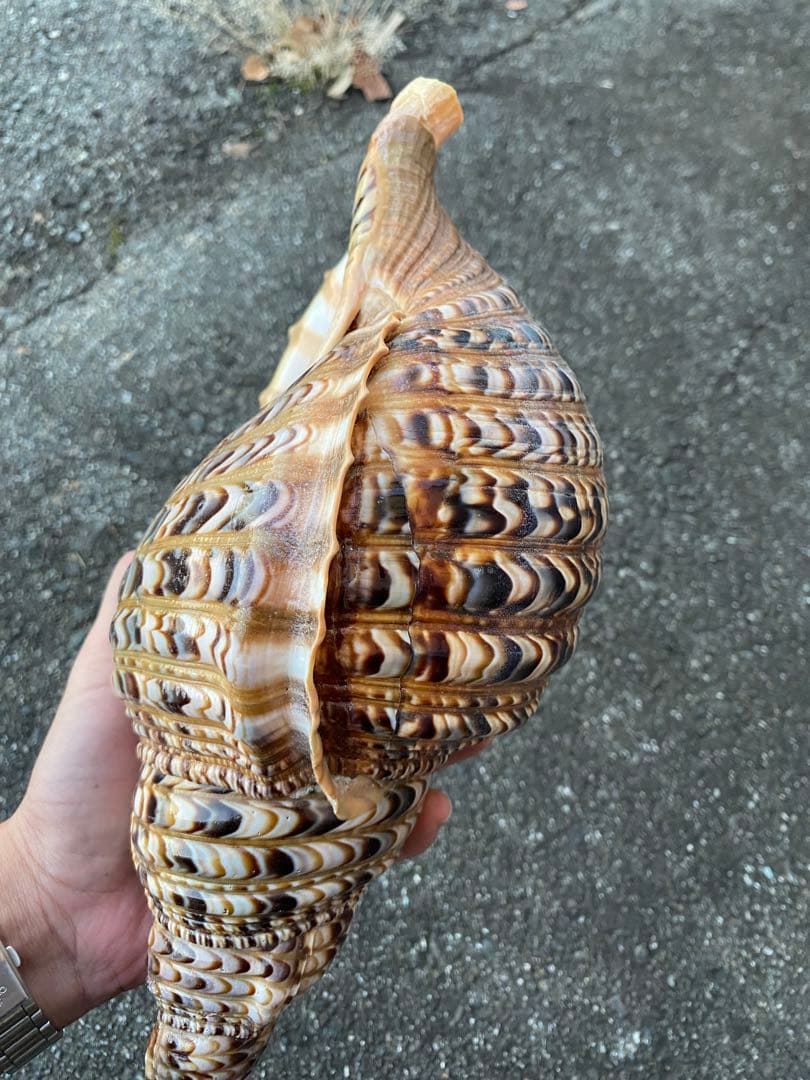 法螺貝　ホラ貝　特大サイズ　38cm 760g 色合いが綺麗　新鮮法螺貝