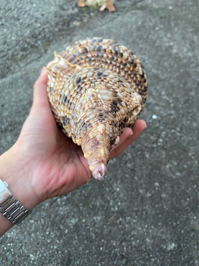 法螺貝　ホラ貝　特大サイズ　38cm 760g 色合いが綺麗　新鮮法螺貝