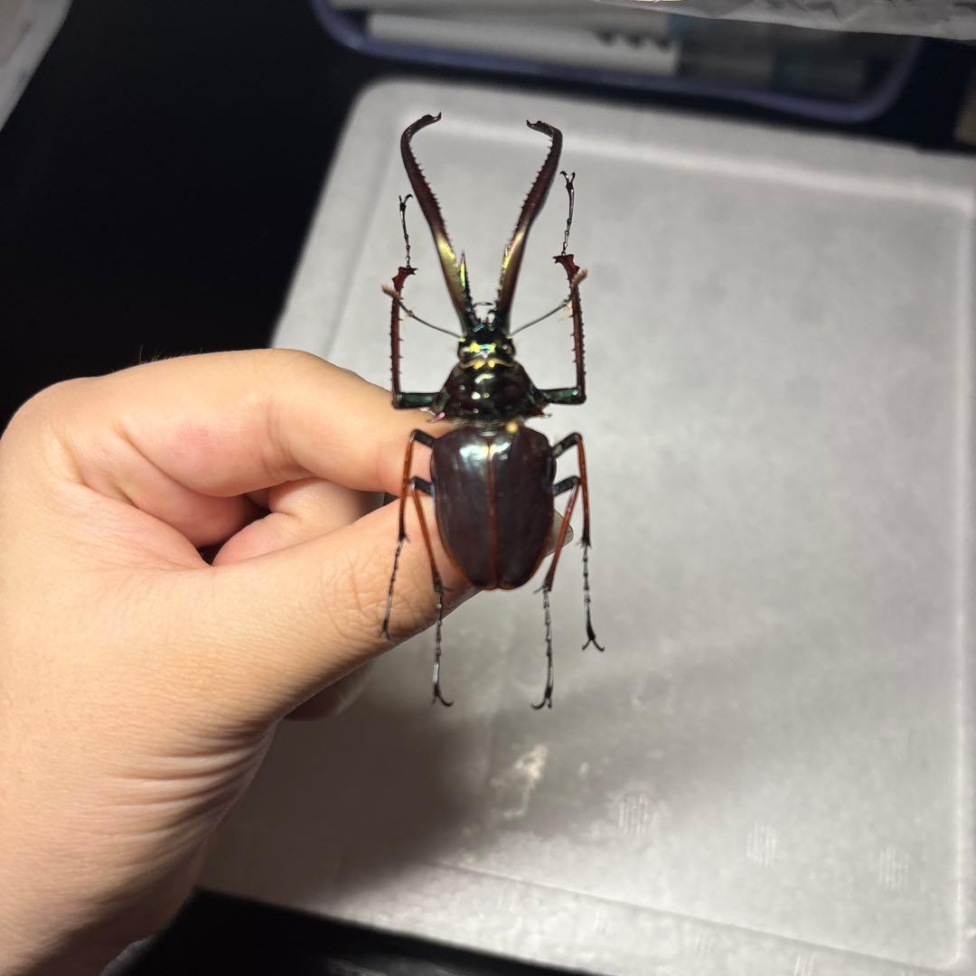 ホロメタリクス　チリクワガタ　標本