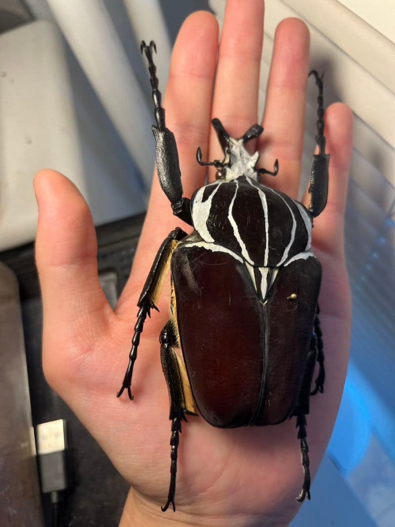 【104mm】ゴライアスオオツノハナムグリWC Goliath 昆虫標本