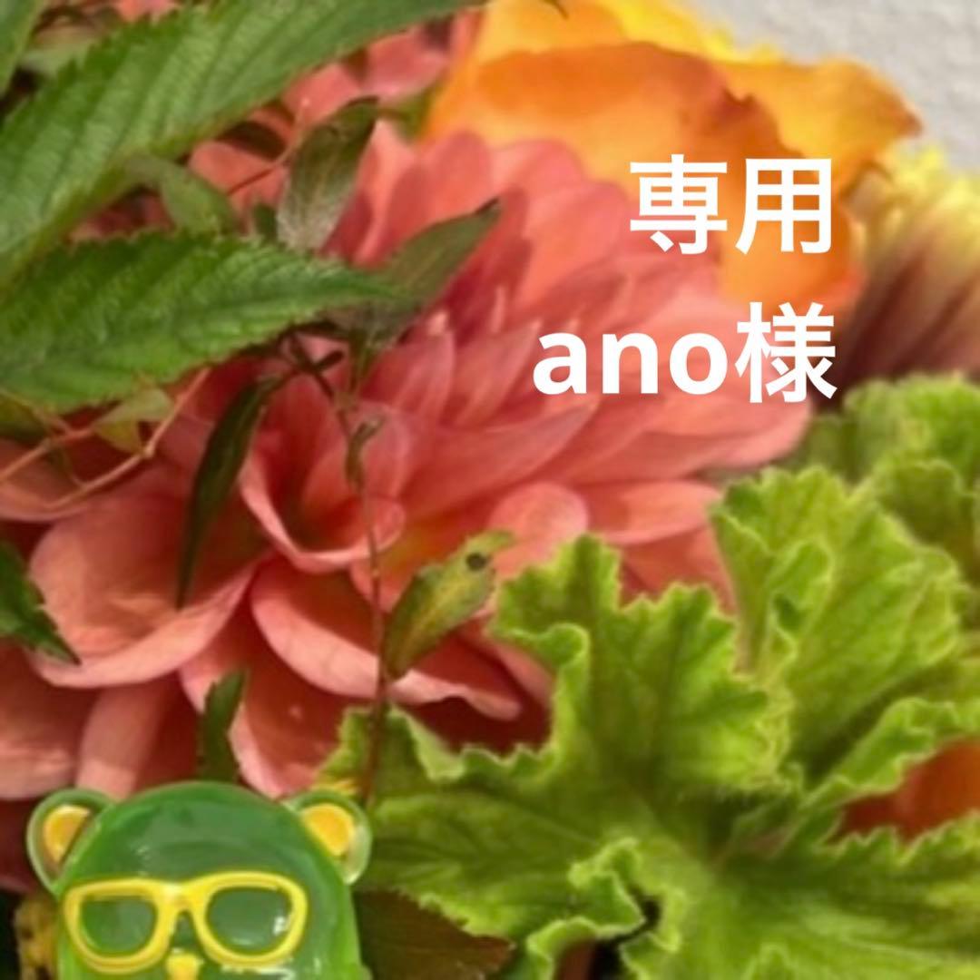 ⑥専用ページ ano様