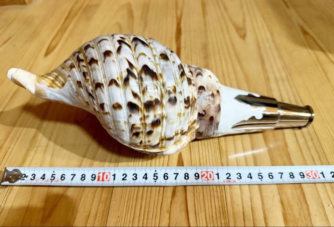 コンパクト修験道法螺貝　山伏　密教　熊よけ　魔除け❣️ホラガイ　ほら貝