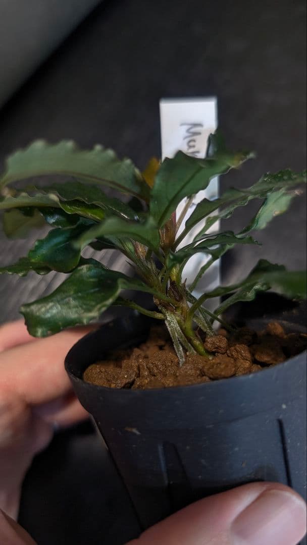 水草 Bucephalandra sp.\"Murung raya\"