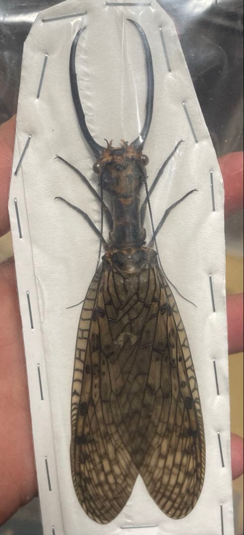 大型　オオキバヘビトンボ　標本