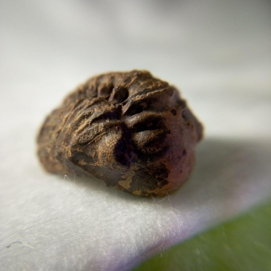 三葉虫　化石　三葉虫化石　究極のレトロ　小さい化石　fossil　化石管理番号①