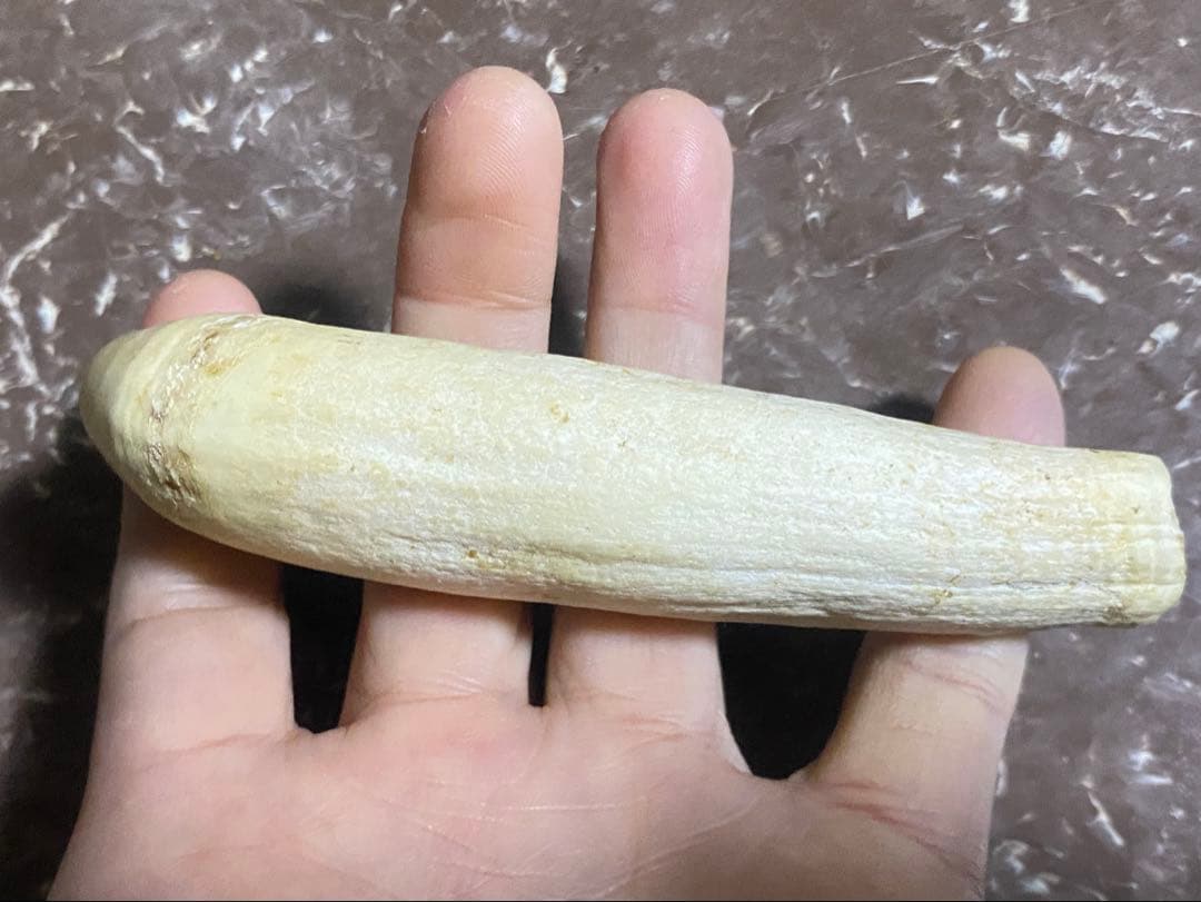 希少 マッコウクジラ 歯 89g