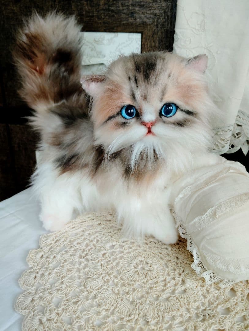 ラピちゃん御予約❤️美人ちゃん❤ブラウンタビーミヌエット子猫ちゃん❤アートドール