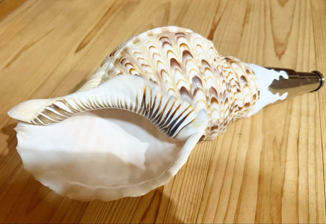 修験道法螺貝　山伏　密教　熊よけ　魔除け❣️ほら貝　ホラガイ