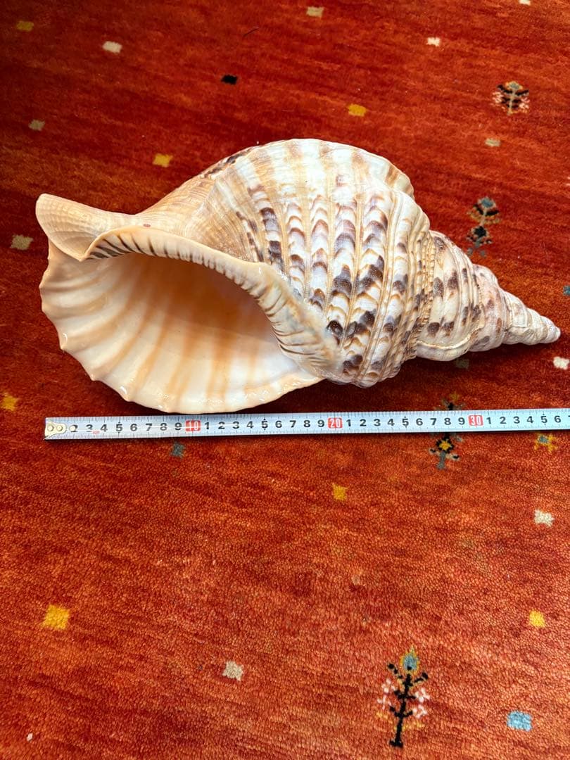 大きな螺旋状の貝殻