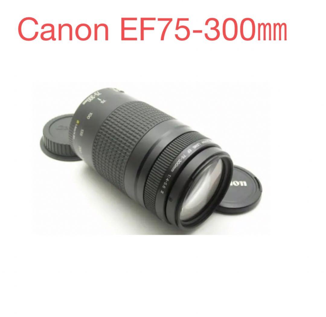 大望遠レンズ/大迫力の300㎜キヤノン/Canon EF75-300 II