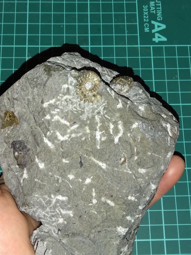 北海道幌加内産　超希少種 アンモナイト　モルトニセラス　化石　激レア