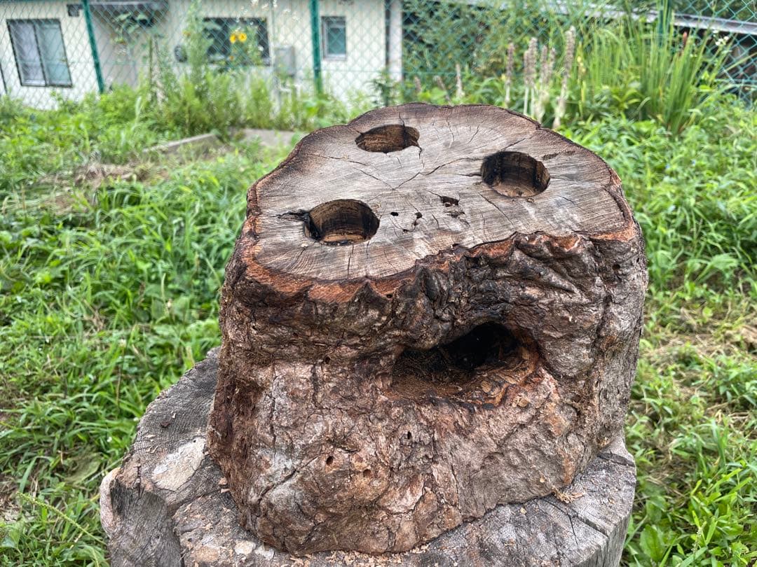 クワリウム　シェルター　登り木　エサ台