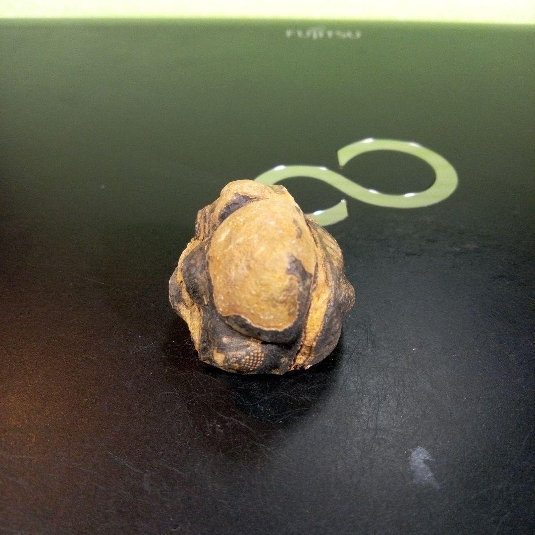 三葉虫　化石　fossil　ボリビア産　トライロバイト　三葉虫個体⑧