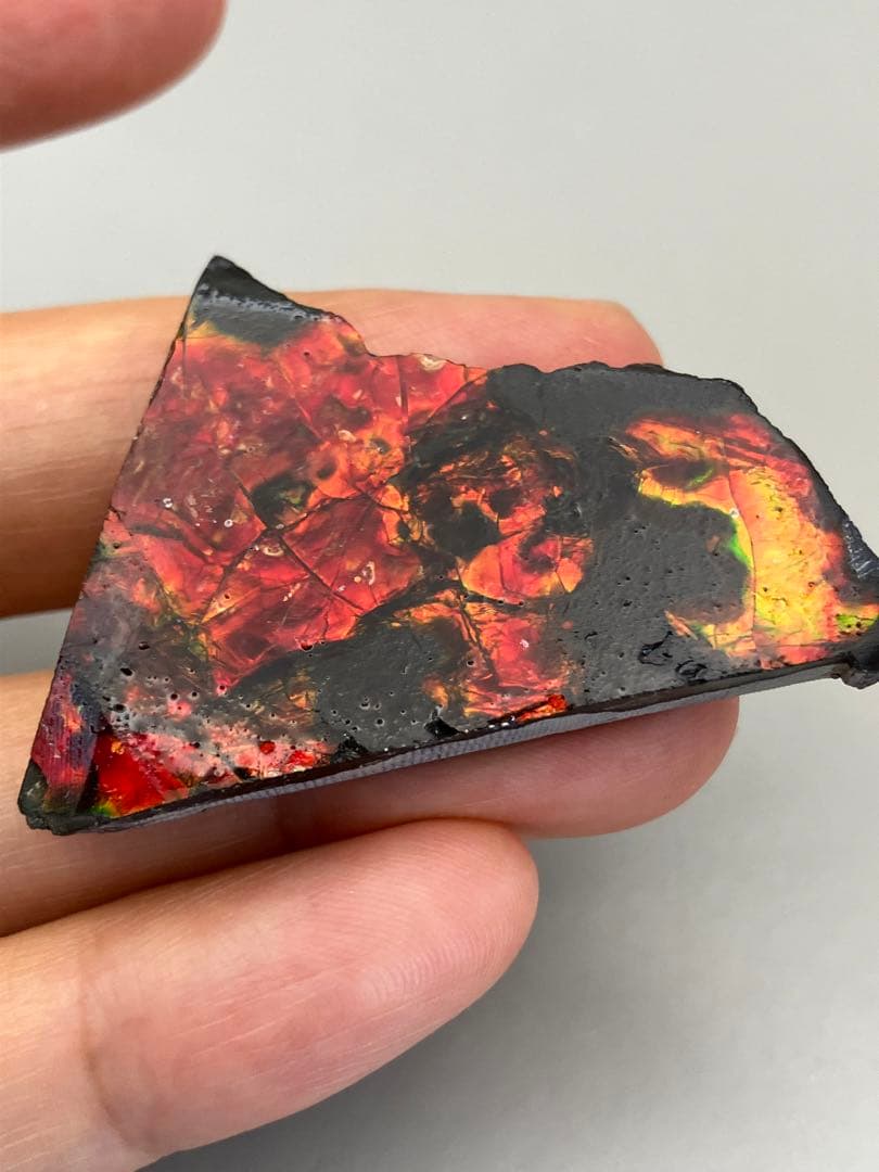 化石　原石　アンモライト　アンモナイト　カナダ産　幅4.4cm 箱付き