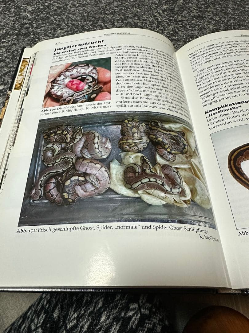 pychon regius ボールパイソン図鑑