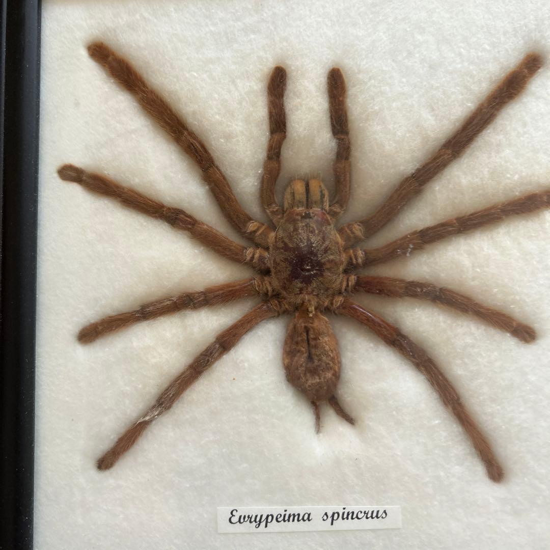 タランチュラとスコーピオンの剥製