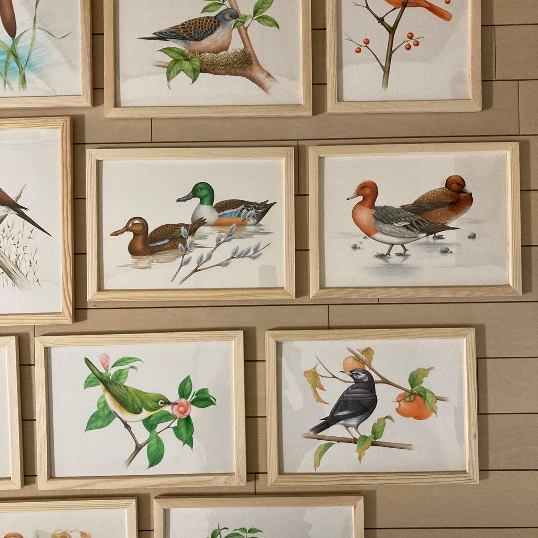 希少 野鳥 絵画 イラスト 原画 セット ウッド フレーム 新品 額装