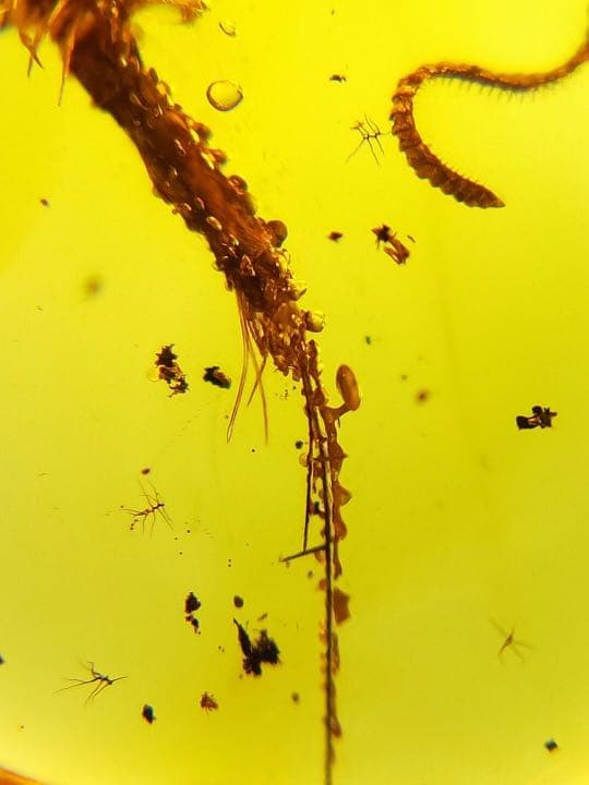 琥珀 虫入り 天然 アンバー  罕石卵  天然石  ムカデ 百足  甲虫