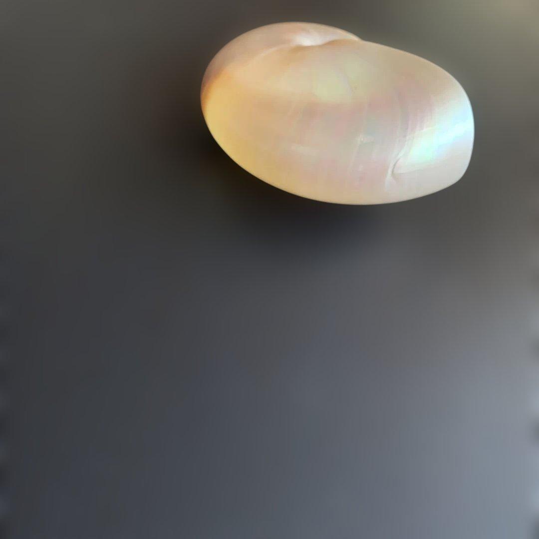 虹色光沢の螺旋貝殻