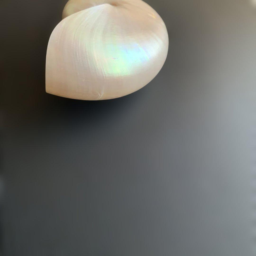 虹色光沢の螺旋貝殻