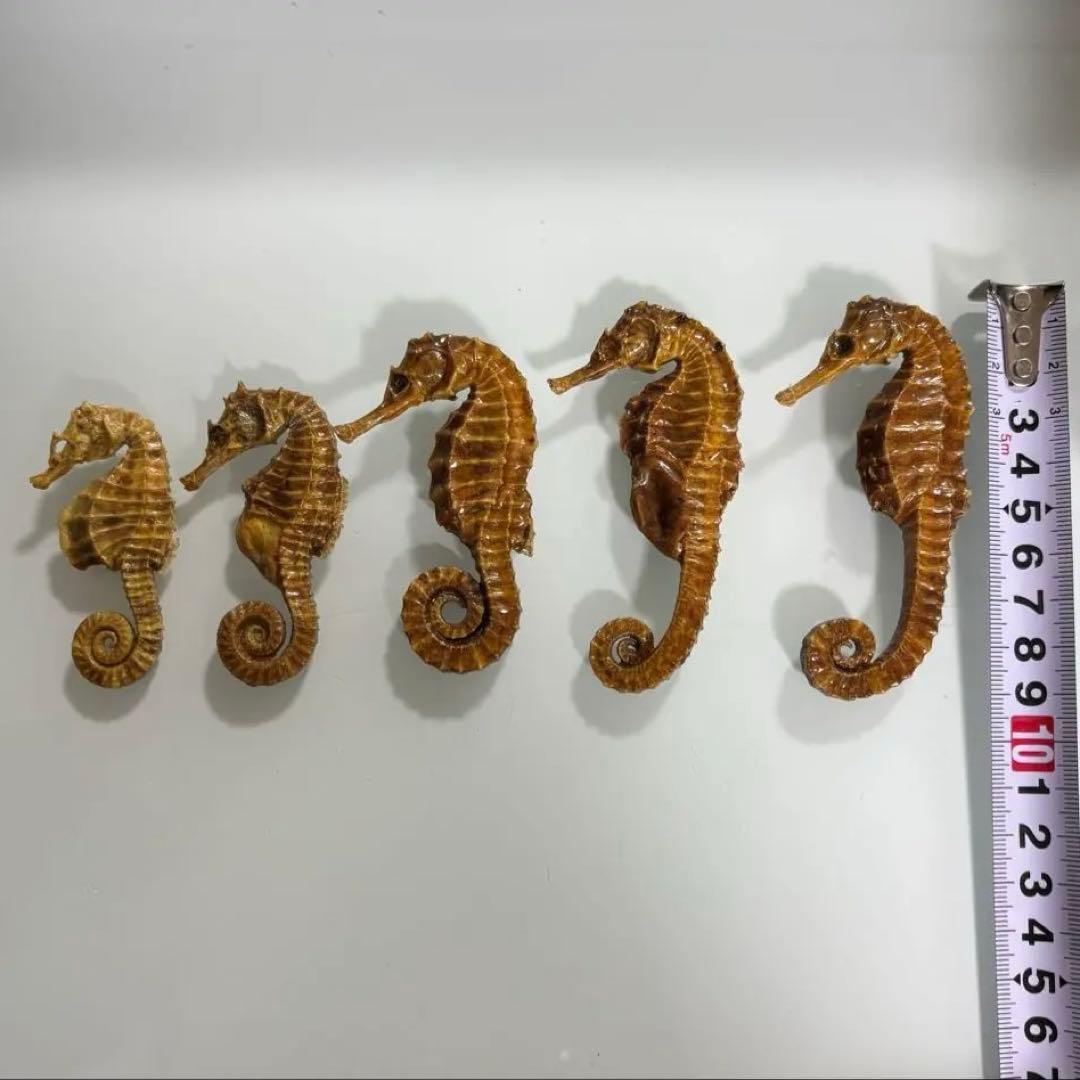 タツノオトシゴ　乾燥標本　インテリア用　開運　縁起物　５個まとめ売り