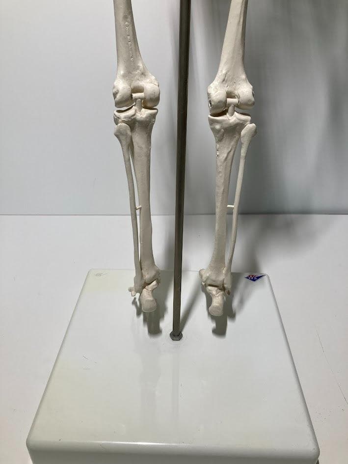 3B Scientific 1/2全身骨格模型