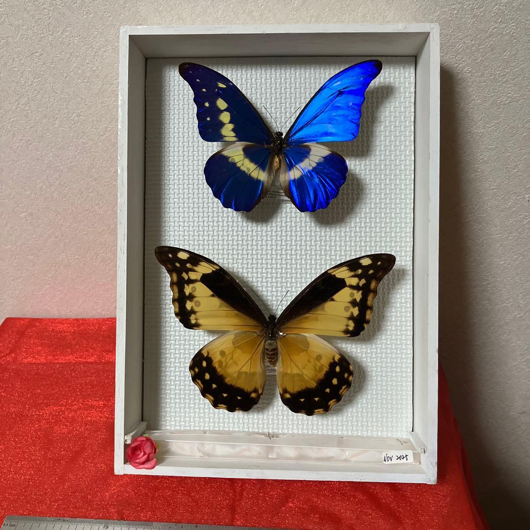 大型ヘレナモルフォペア