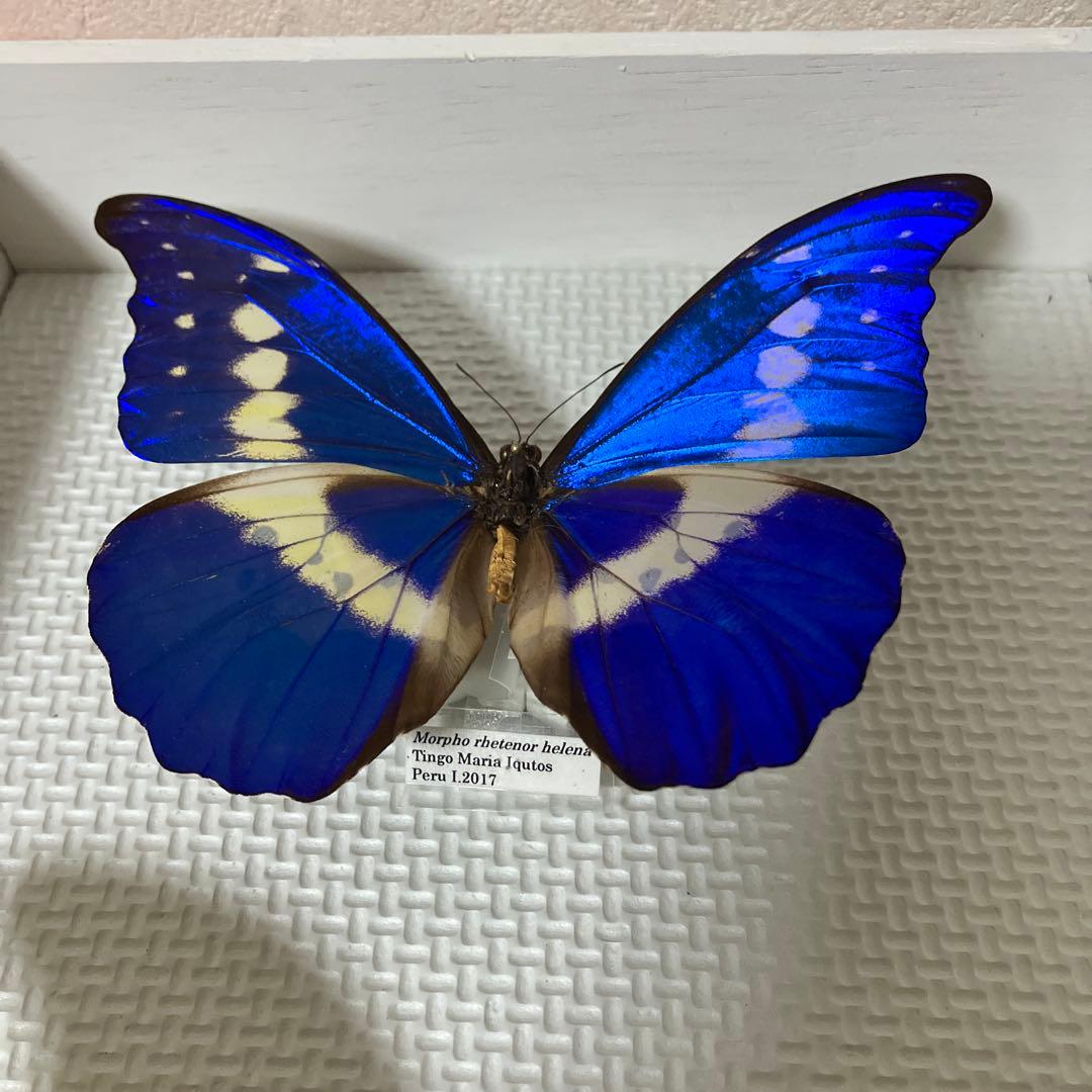 大型ヘレナモルフォペア