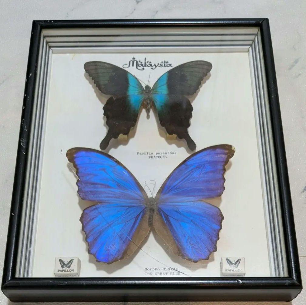 蝶昆虫標本 希少モルフォ蝶 マレーシア PAPILLON 木製フレーム