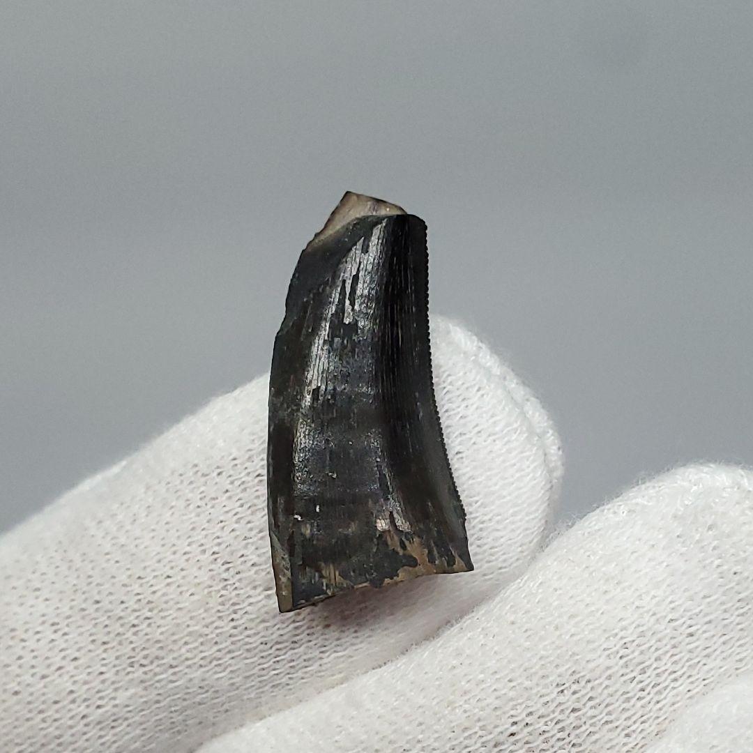 博物館級 ケラトサウルス 化石 骨 歯 恐竜 本物 ポルトガル産 fr78