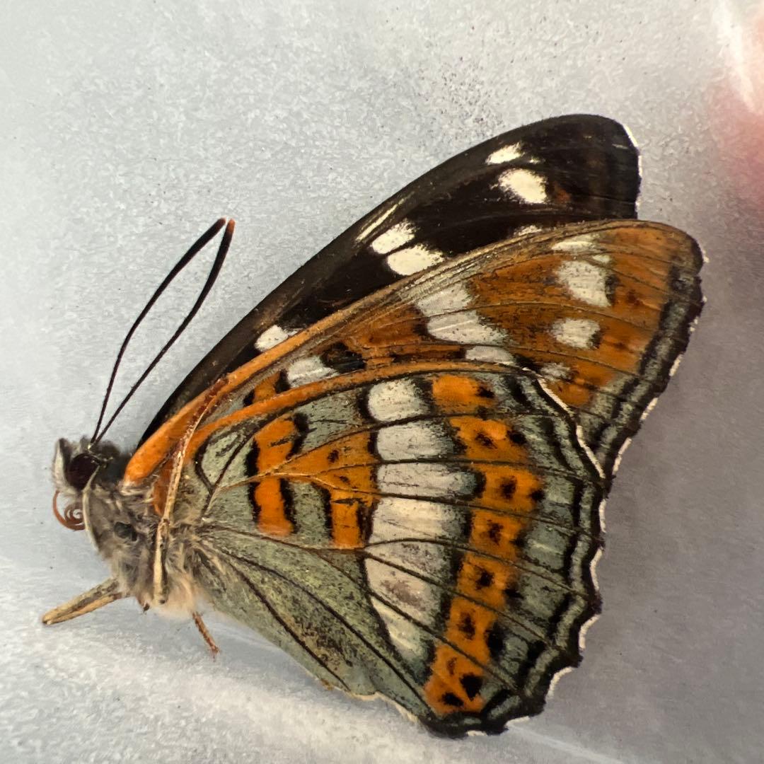 オオイチモンジ　モンゴル産　10頭セット