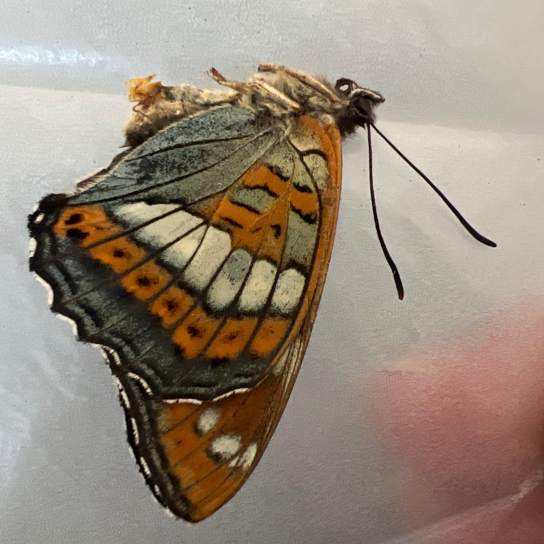 オオイチモンジ　モンゴル産　10頭セット