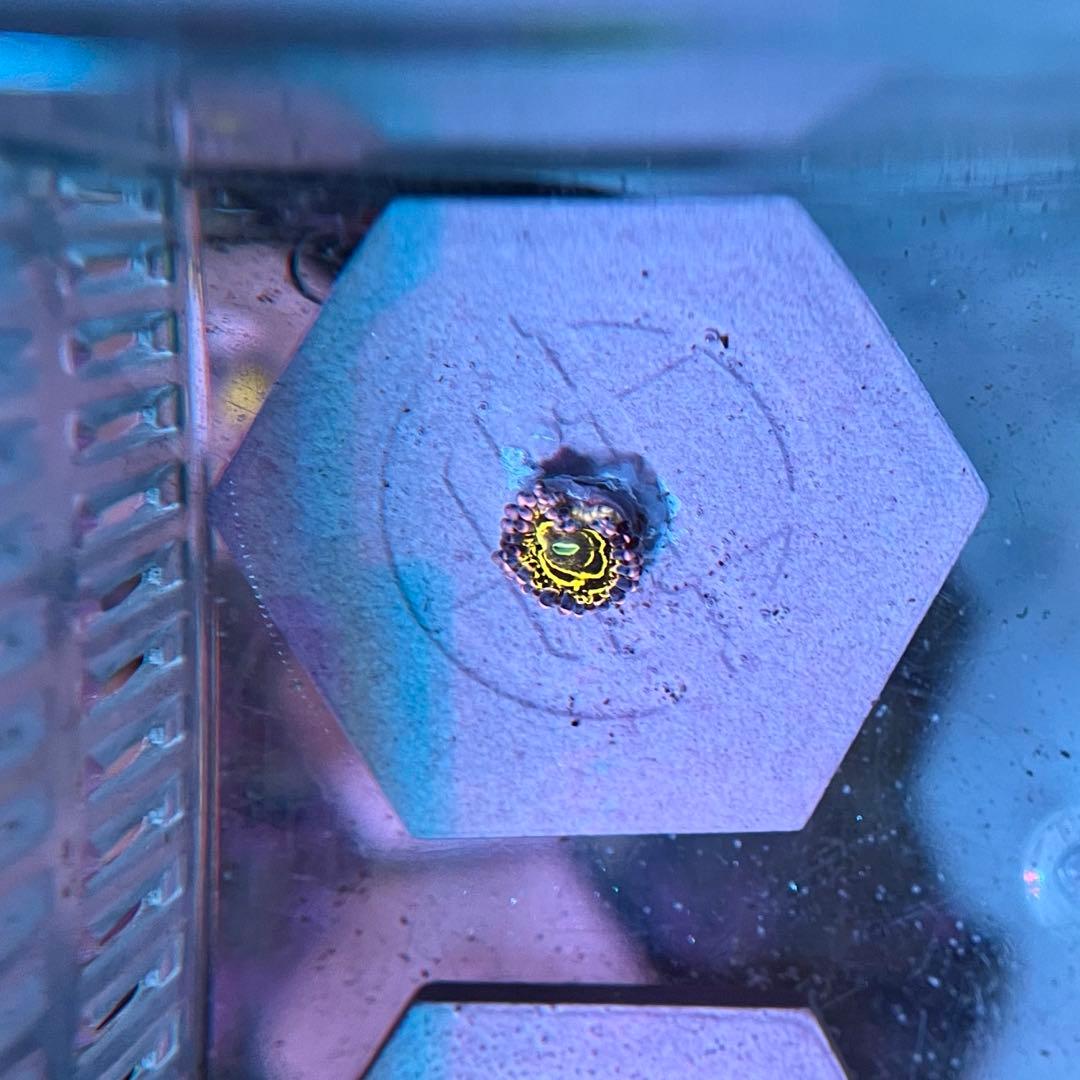 マメスナギンチャク ストラトスフィア 1ポリプ サンゴ