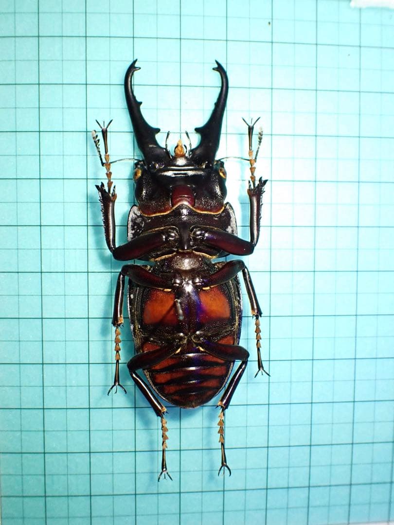 ナカジ　ラフェルトノコギリクワガタ　ハスタートノコギリクワガタ　2匹セット