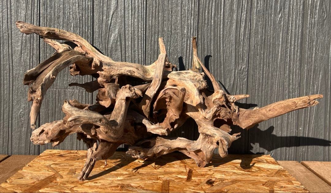 レイアウト流木