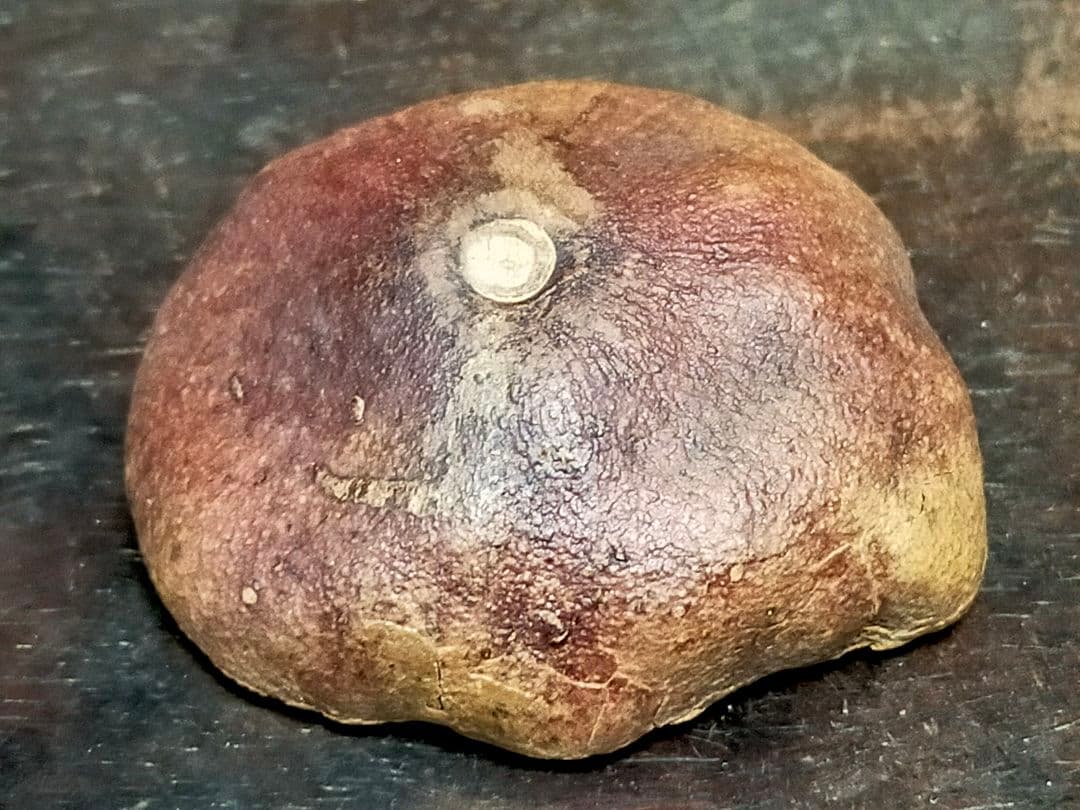 ♥荒川武夫　柘榴　香合　共箱付き　ザクロ　水月窯　荒川豊蔵　骨董　古玩