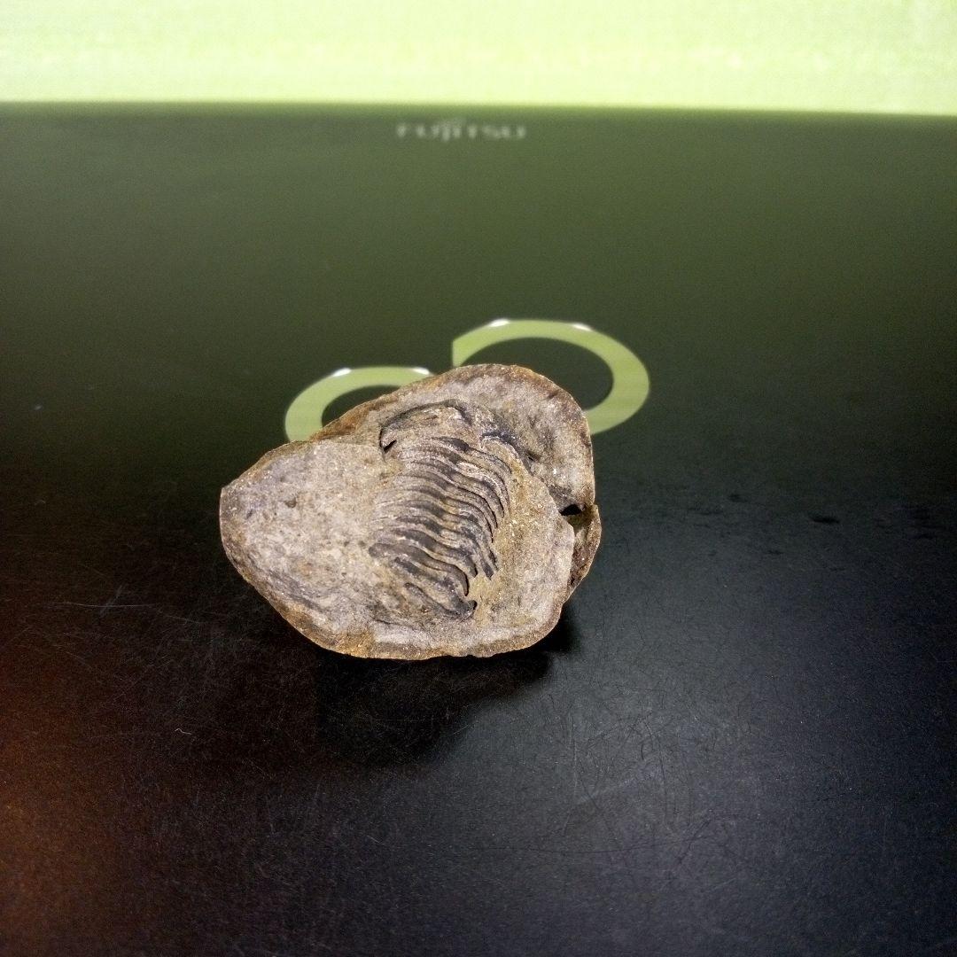 三葉虫　化石　ボリビア産　南アメリカ　trilobite　南米産fossil⑨