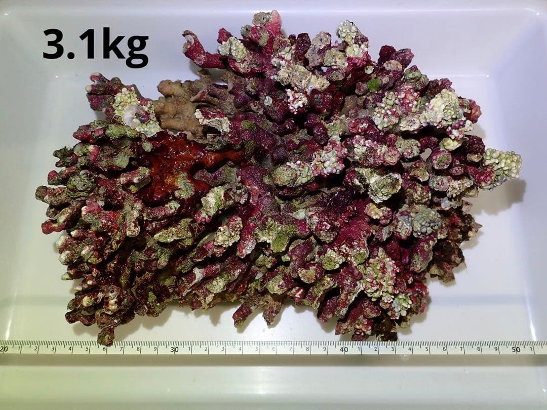 ライブロック　約5.2kg